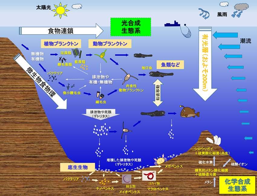 図1　海洋生態系の模式図