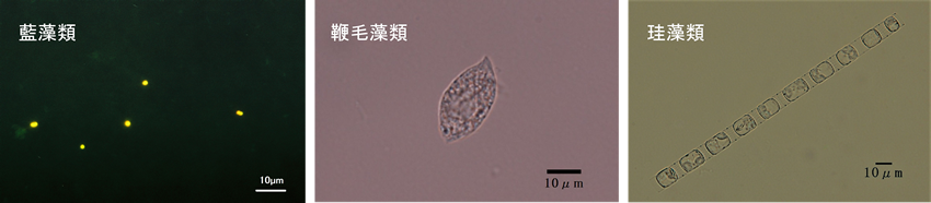 図2　植物プランクトン