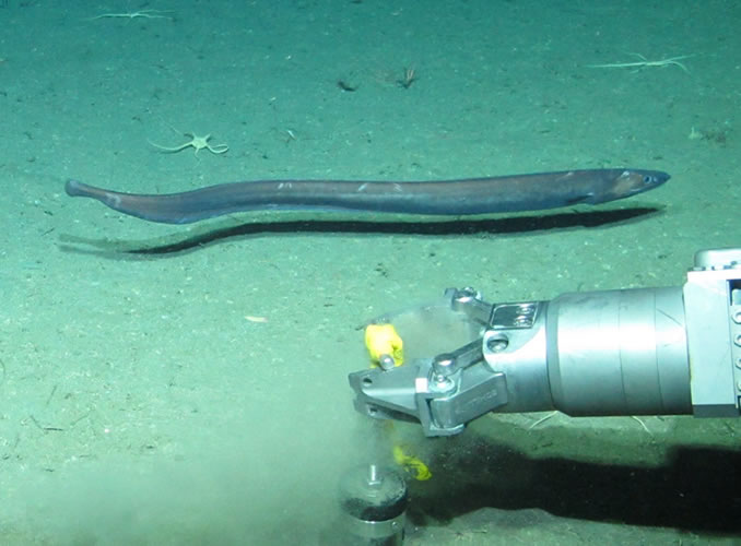 第二渥美海丘周辺の海底で、多く出現した深海性のアナゴの仲間（ホラアナゴ科）